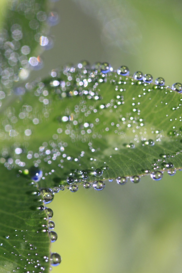 Капли росы на зеленых листьях