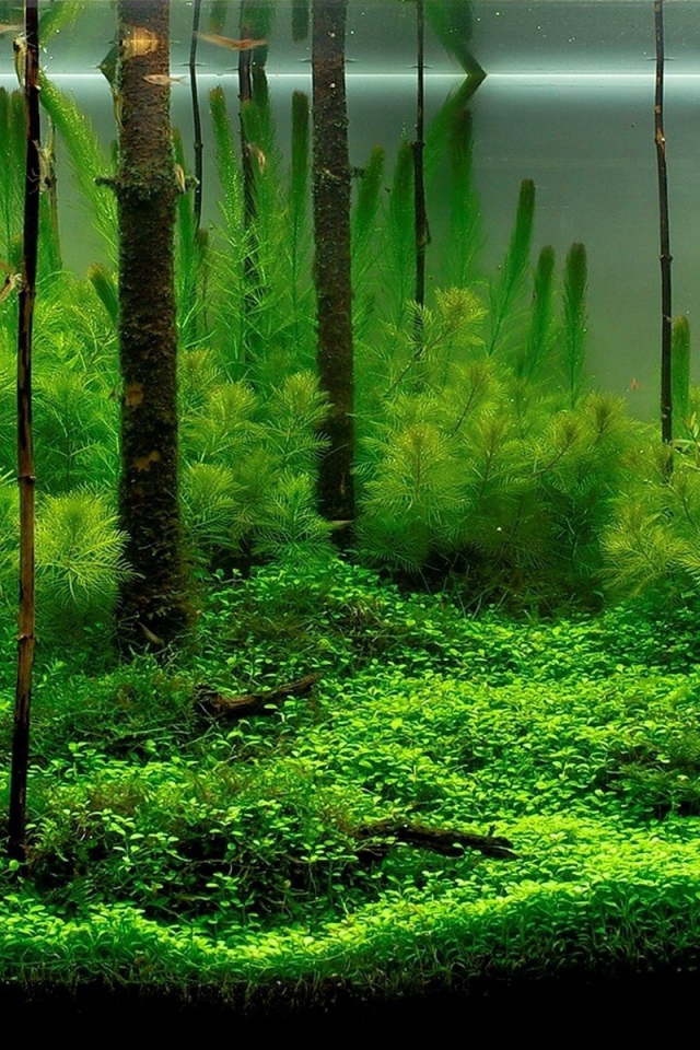 Разные водоросли в домашнем аквариуме