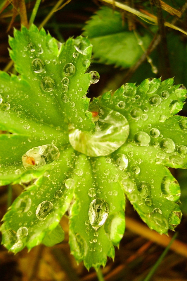 Капли воды в большом листке
