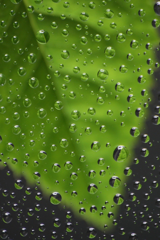 Капли воды перед зеленым листиком