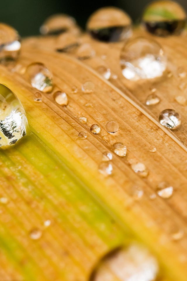 Капли воды на желтеющей траве