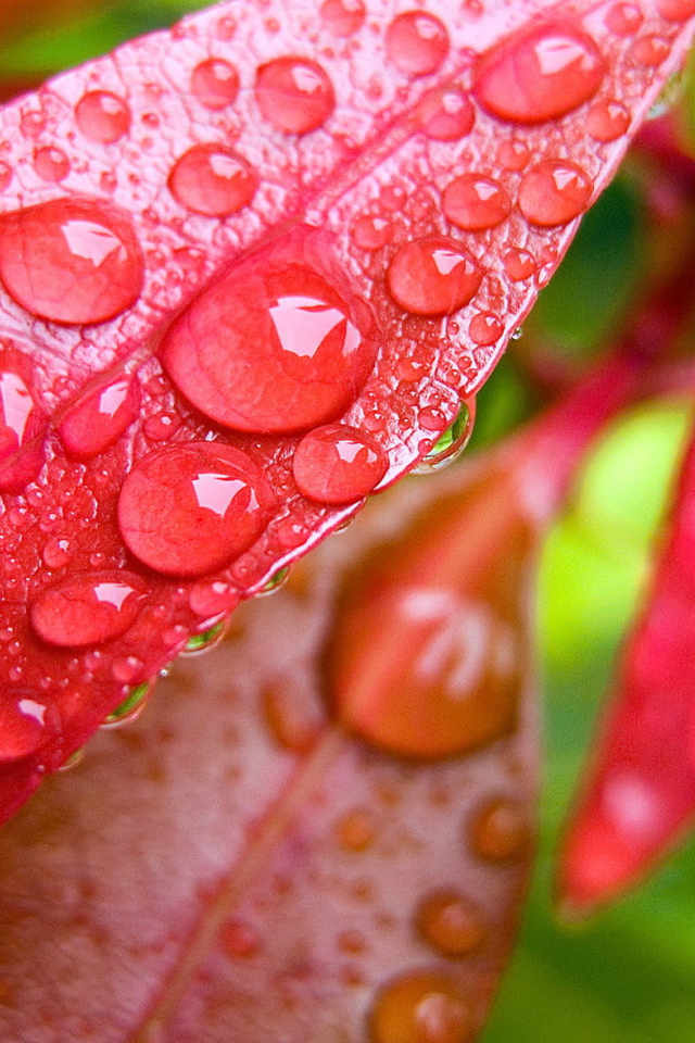 Капли на красных листьях