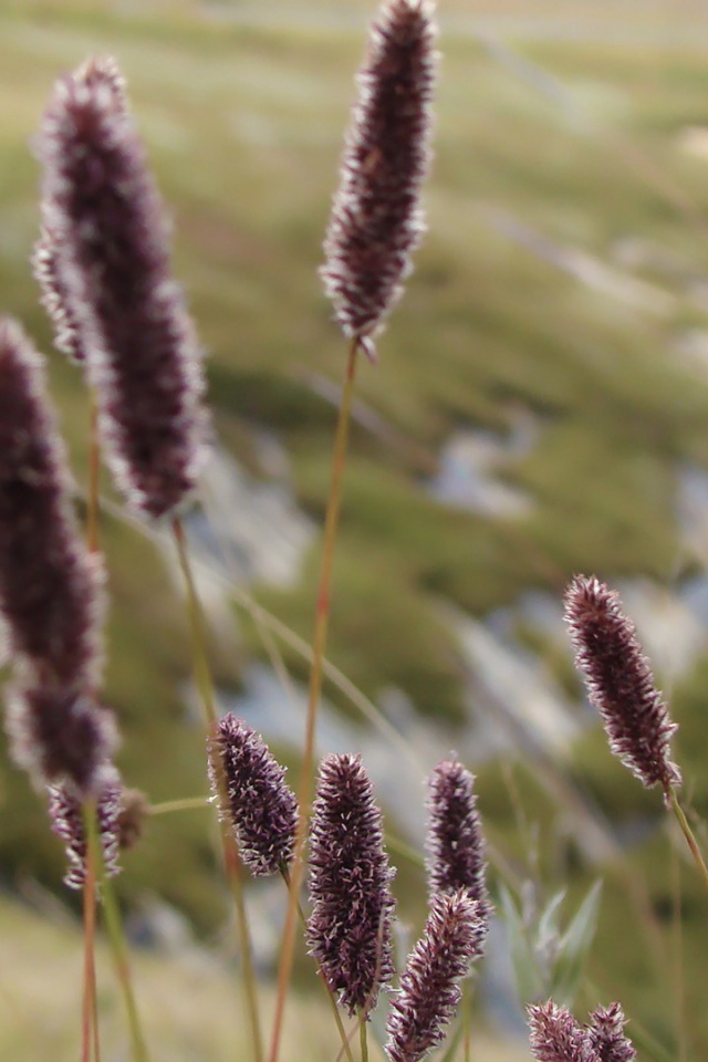 Сухие колоски полевых растений