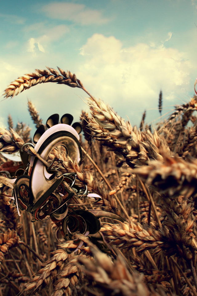 Колосья пшеницы с рисунками