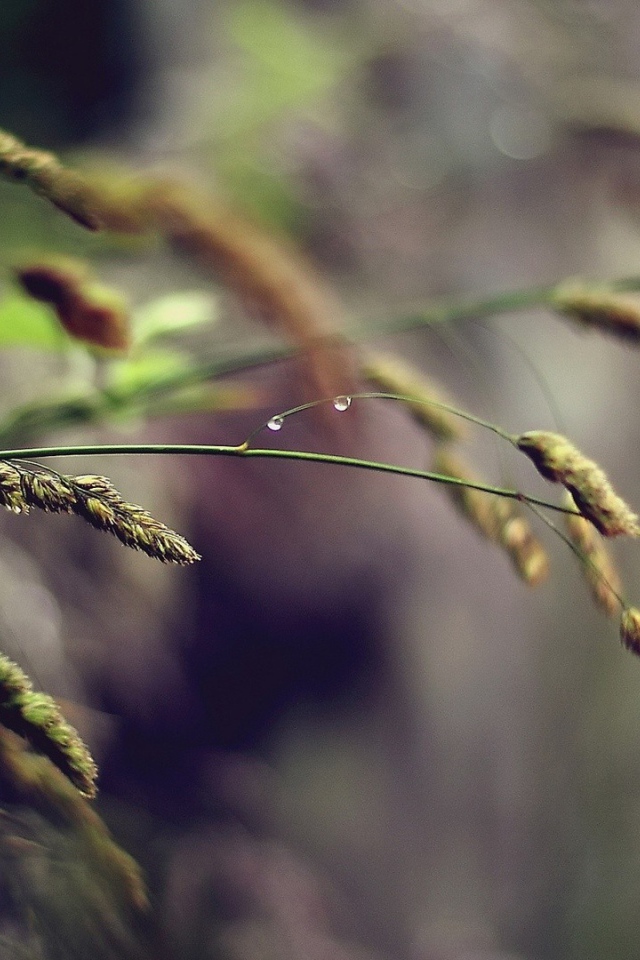 Полевая трава, капли воды