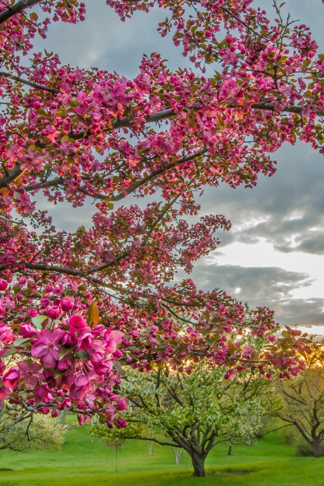 Цветущие деревья в плодовом саду