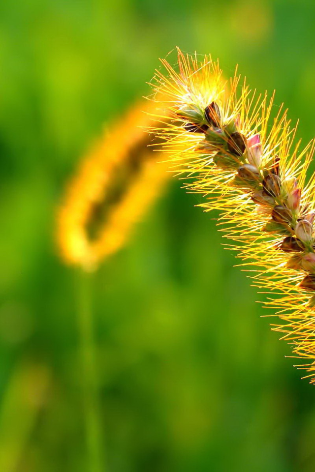 Пушистый колосок