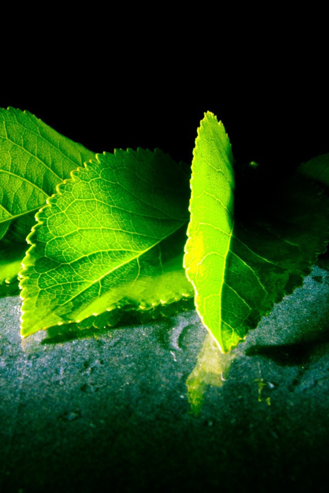 Четыре зеленых листа с дерева