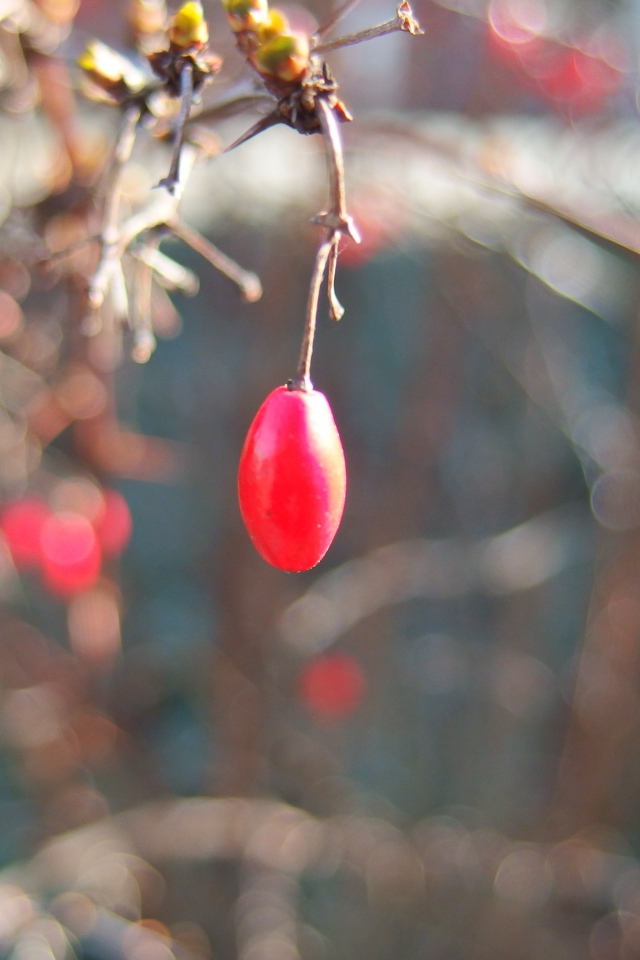 Плод шиповника на ветке