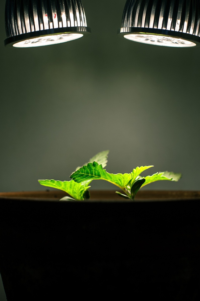 Ростки под искусственным освещением