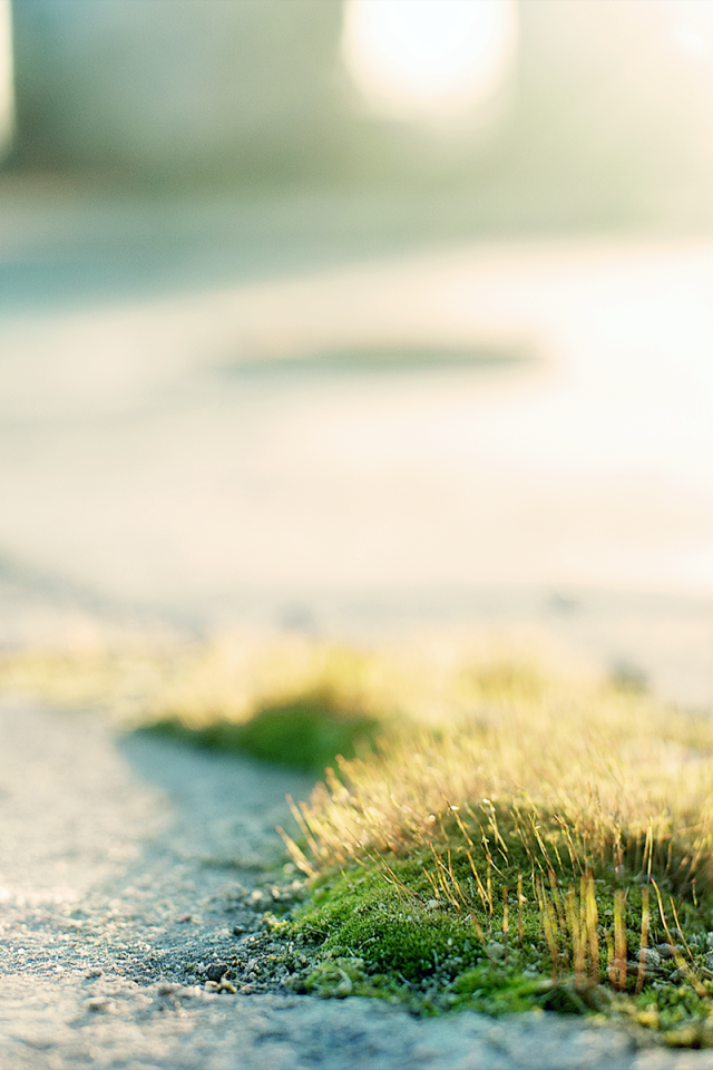 Трава и мох на асфальте