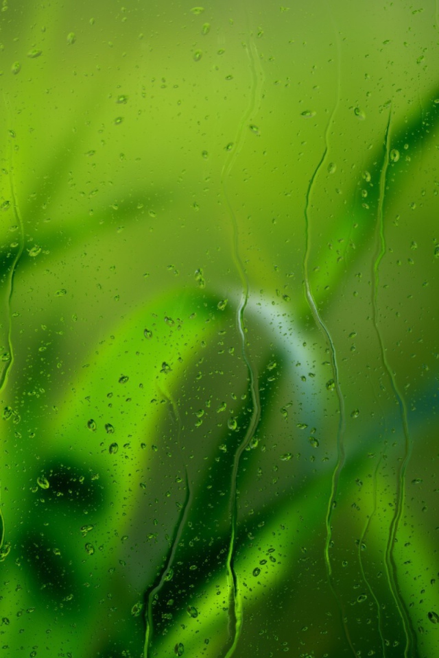 Трава за мокрым стеклом