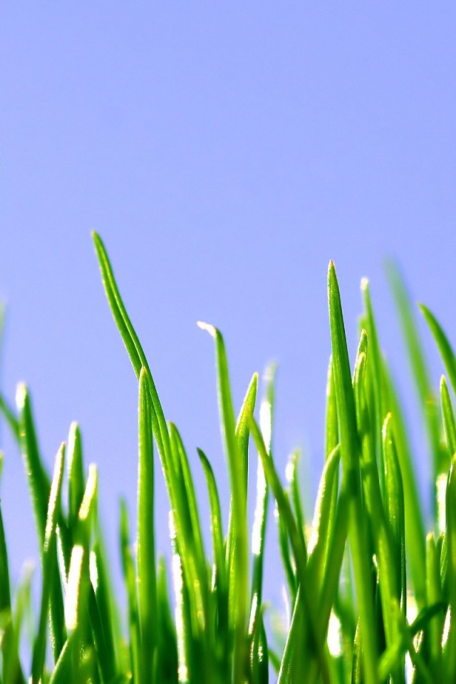 Ростки травы