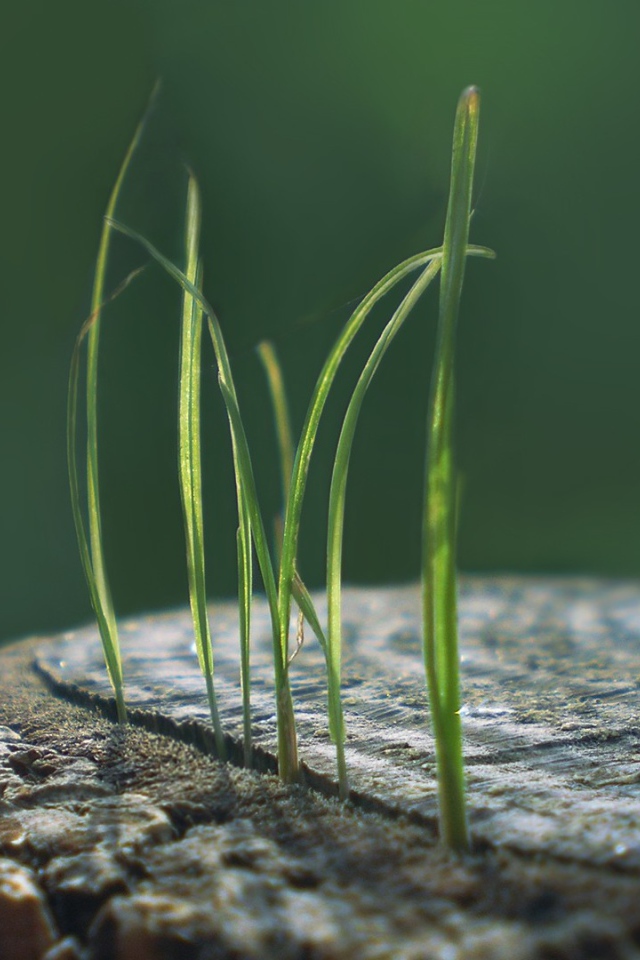 Ростки травы из пенька