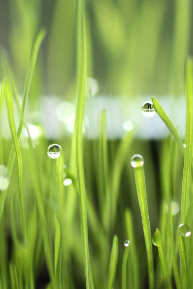 Зеленая трава после дождя