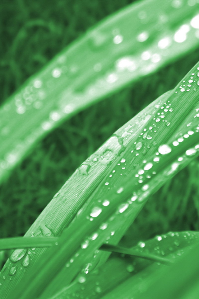 Зеленая трава в утренней росе