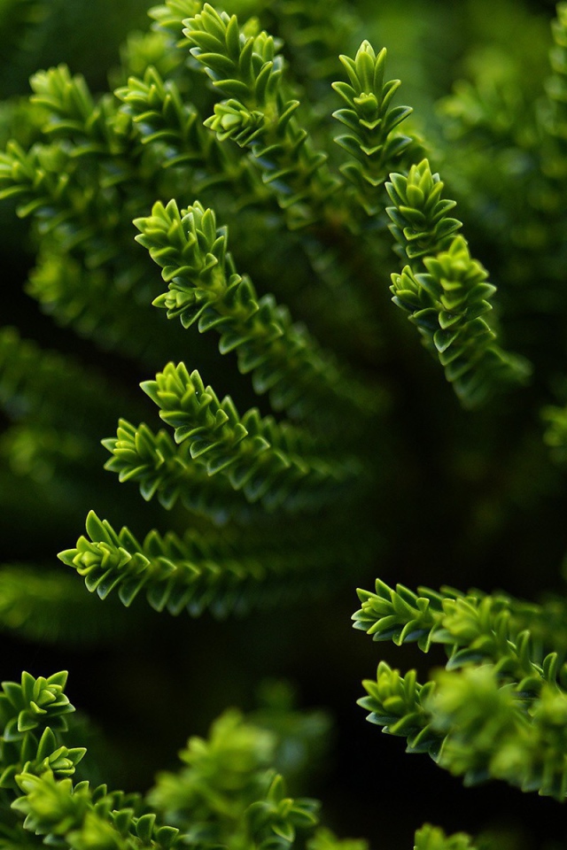 Зеленый хвощ в лесу