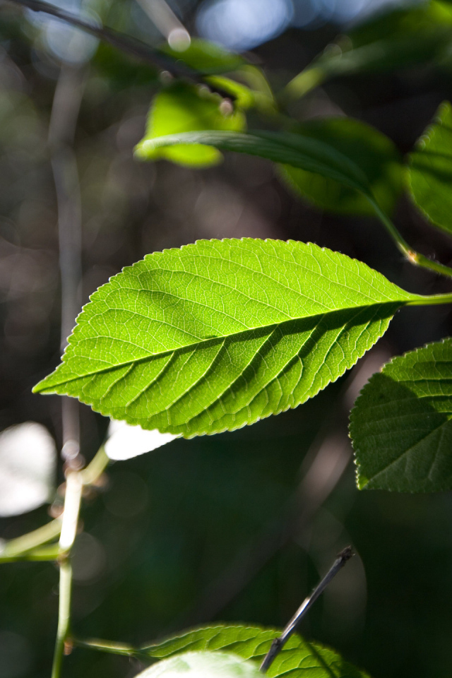 Зеленый лист на солнце