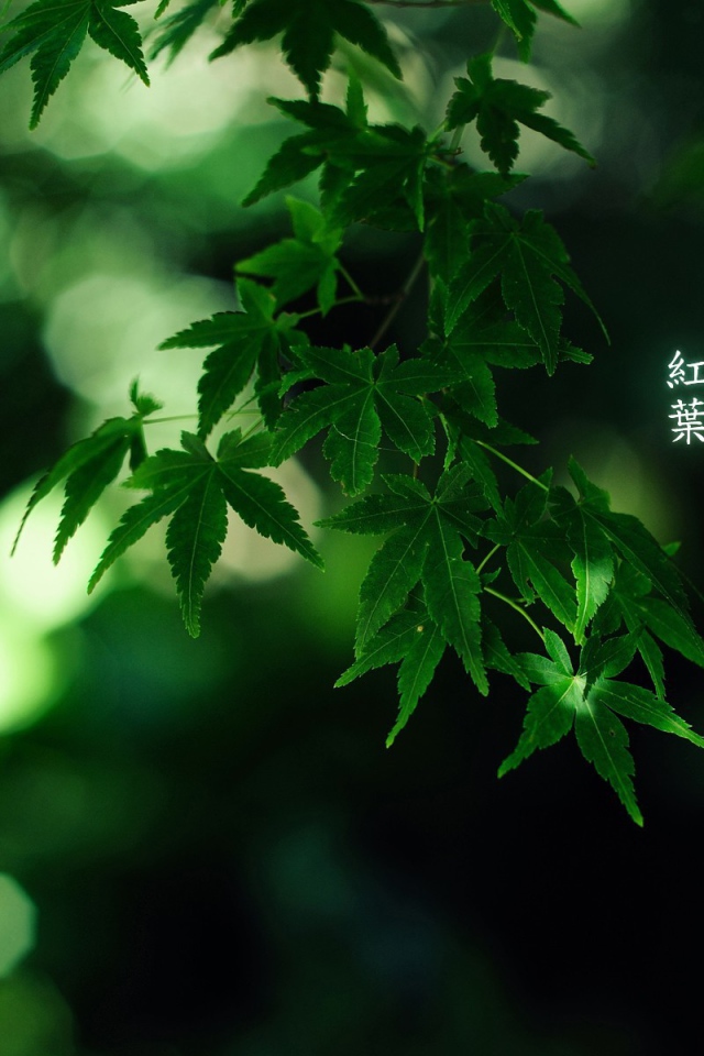 Green leaves, the inscription characters