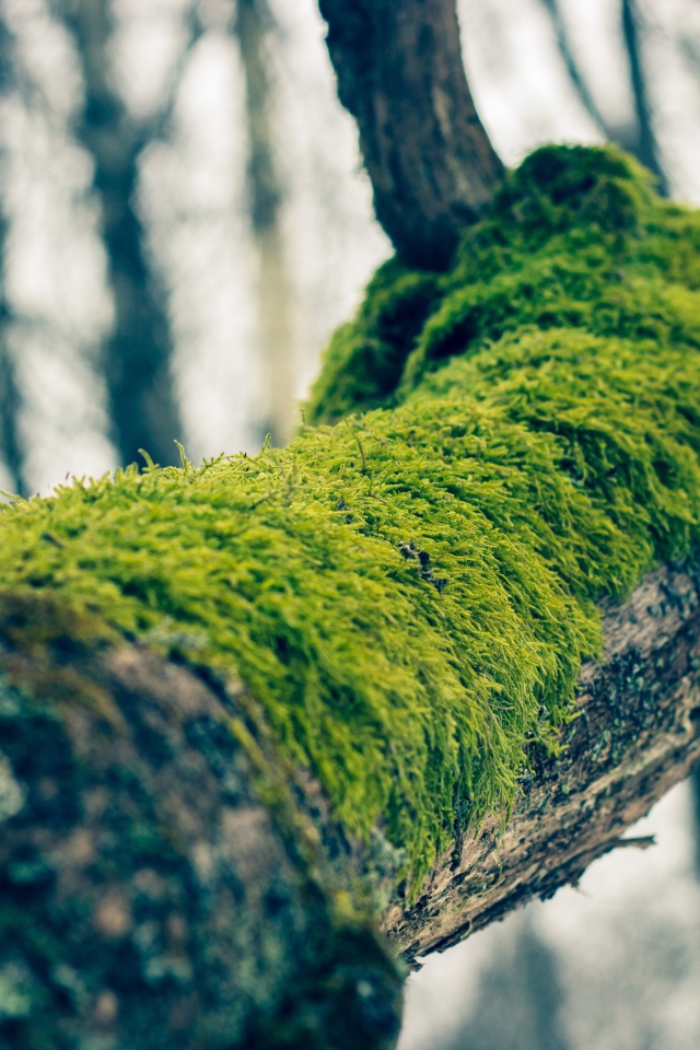 Зеленый мох на толстой ветке дерева