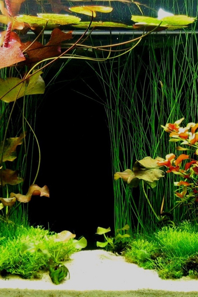 Зеленые растения внутри аквариума