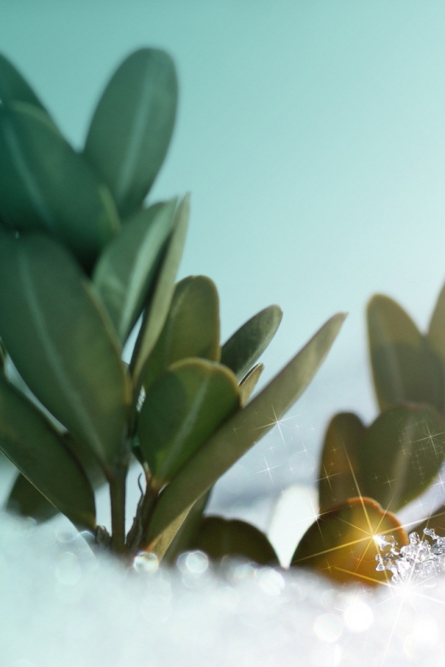 Зеленые растения под искрящимся снегом