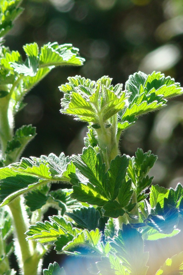 Зеленые ростки в лучах солнца