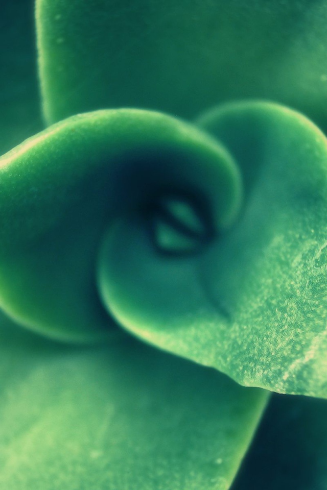 Зеленый спиральный бутон растения