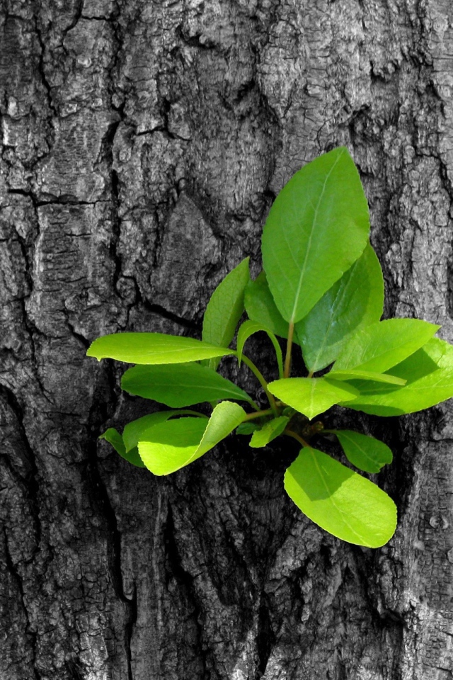 Зеленый росток на серой коре дерева