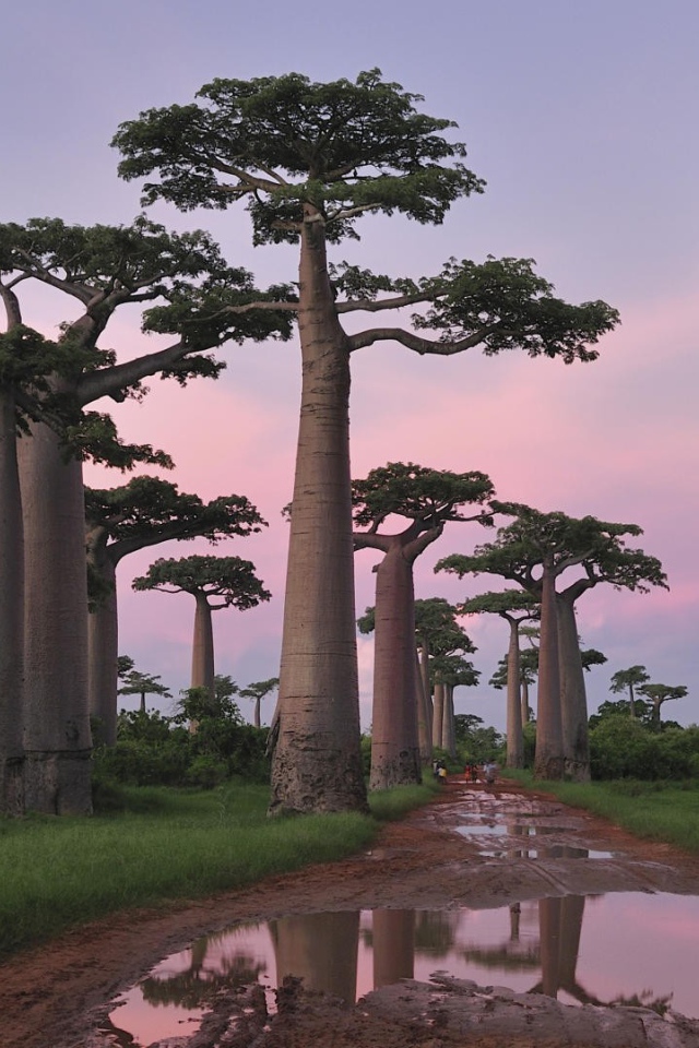 Роща баобабов в Африке