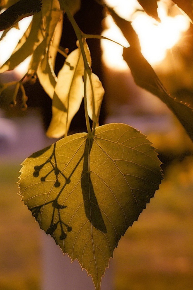 Лист дерева липа освещенный солнцем