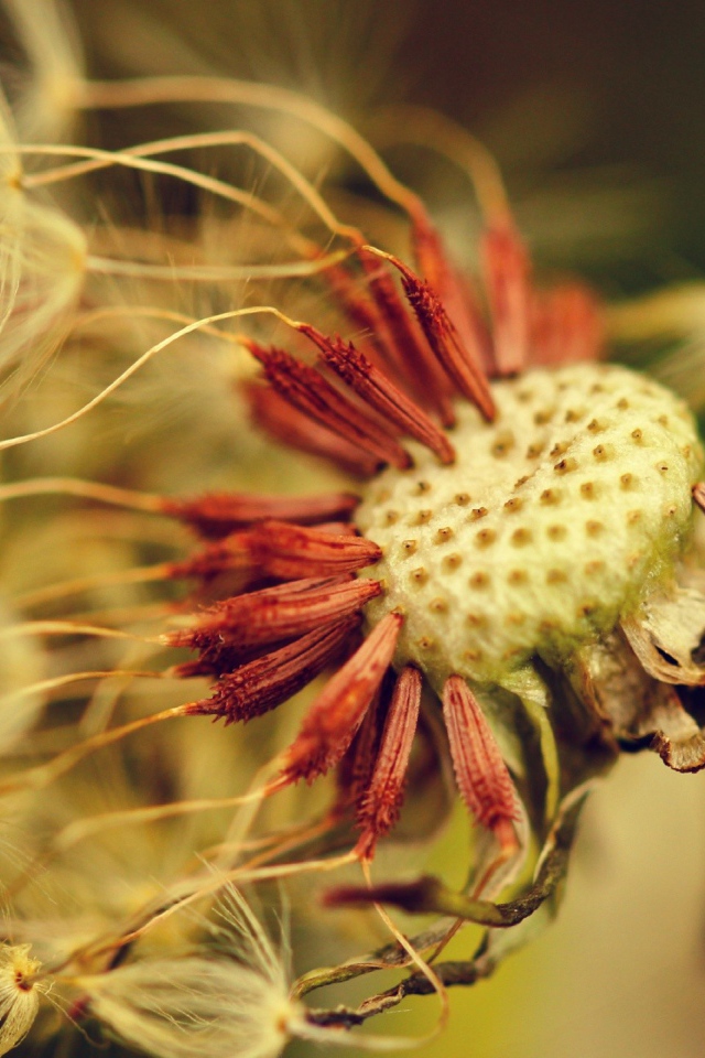 Облетевший зрелый одуванчик