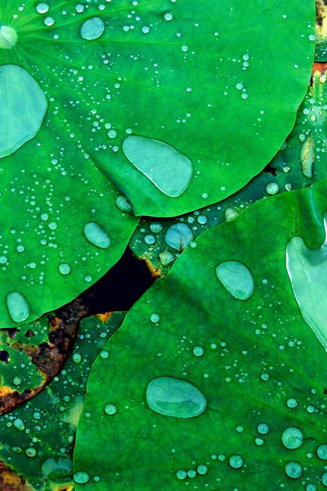 Листья кувшинок в воде