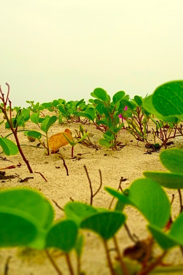 Цветы лотоса растут на песке