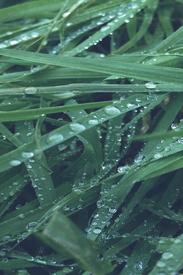 Макро фото росы на траве