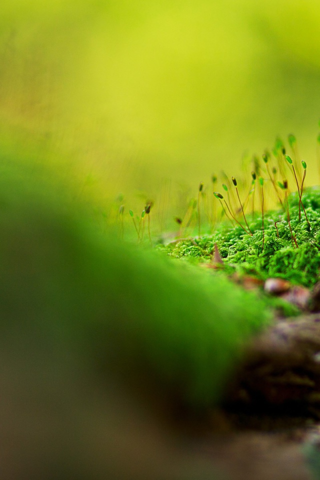 Макро фото мха на дереве