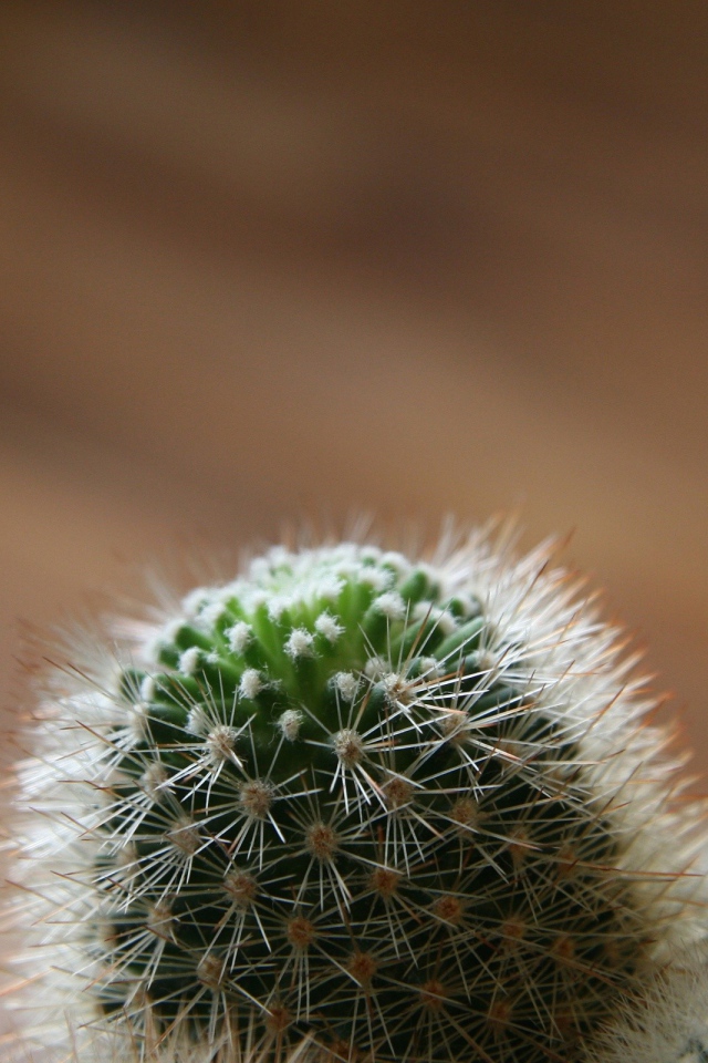 Макро фото бутона кактуса