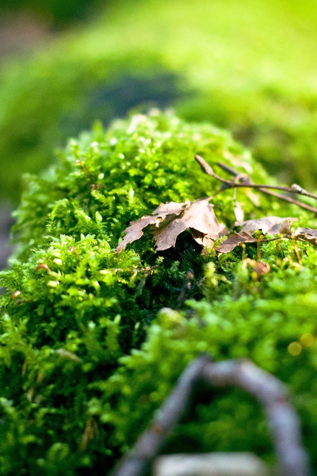 Макро фото зеленого мха