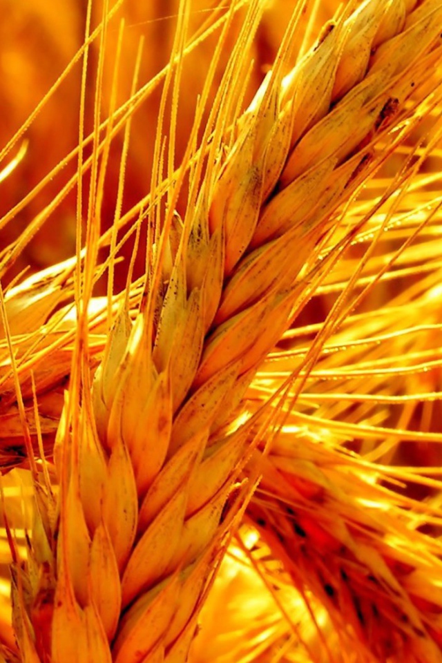 Макро фото оранжевой зрелой пшеницы