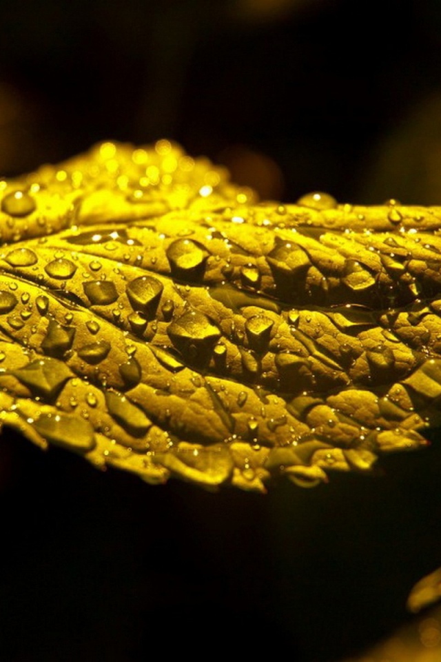 Макро фото капель влаги на зеленом листе