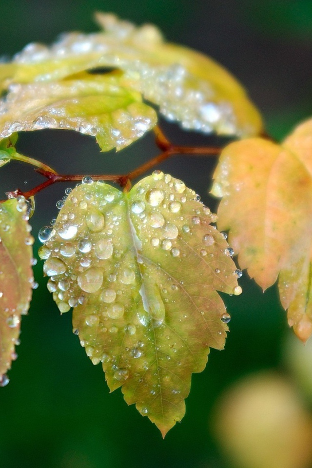 Влага на листьях ветки березы