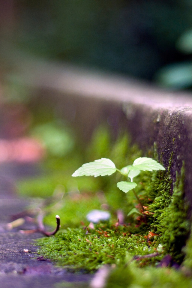 Мох у обочины дороги