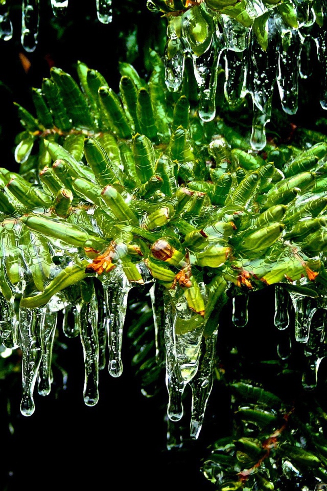 Мох под каплями дождя