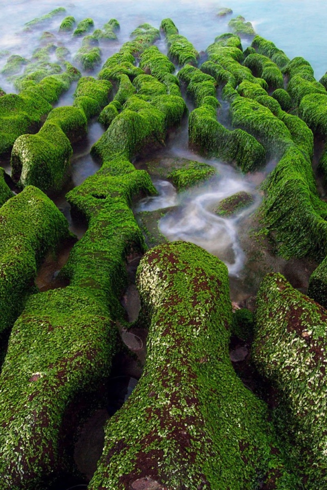 Покрытые мхом камни на берегу на Тайване