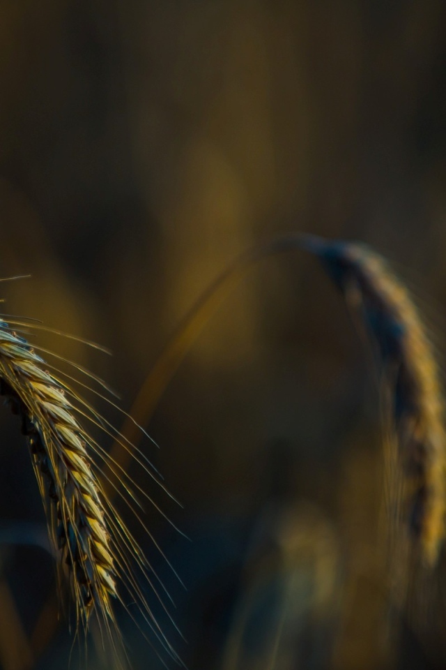Налившийся колосок склонился вниз