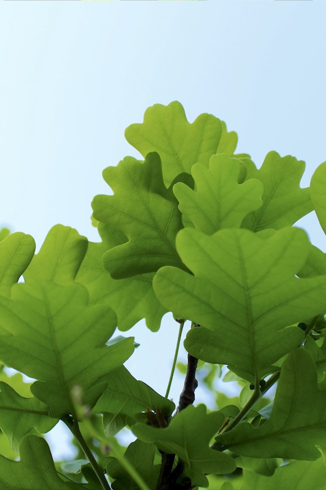 Листья дуба на фоне неба