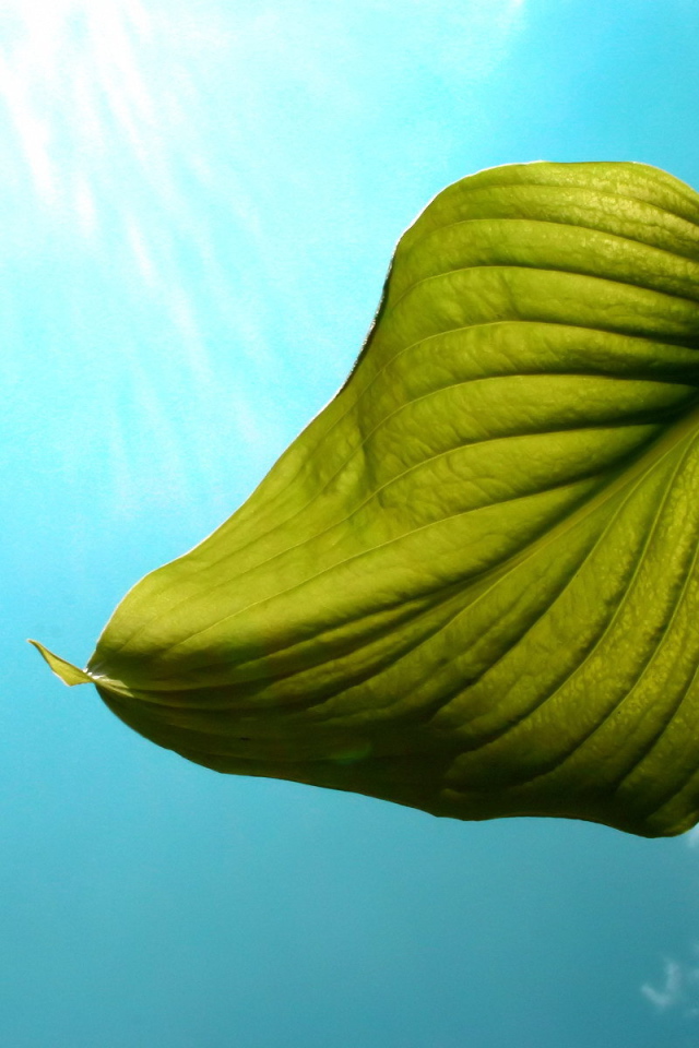 Один листок на фоне неба