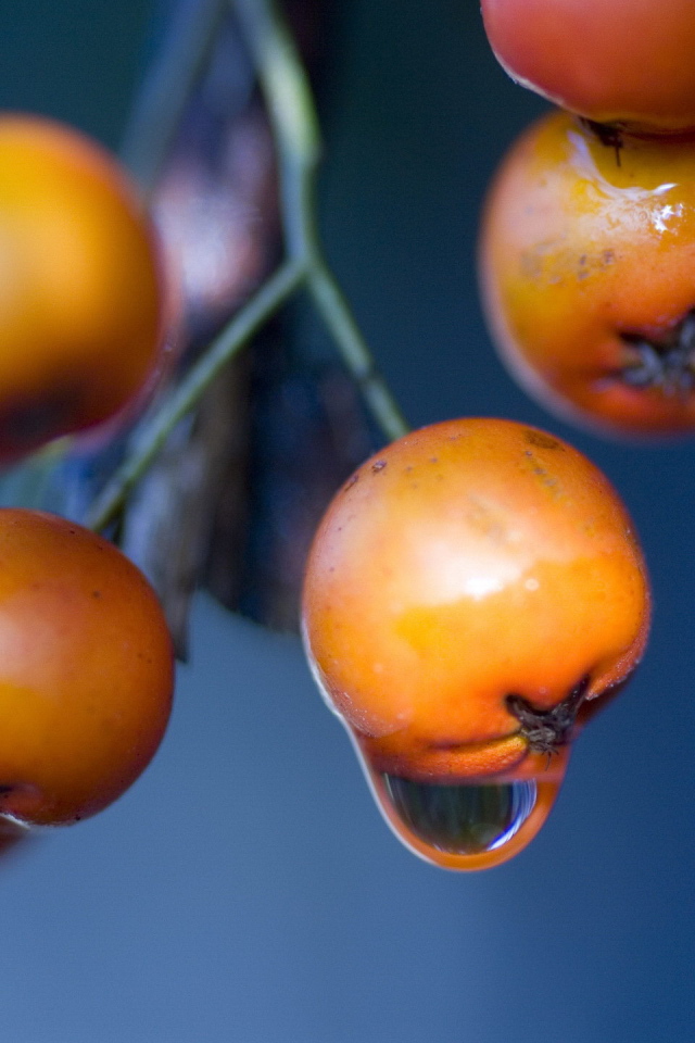 Оранжевые ягоды