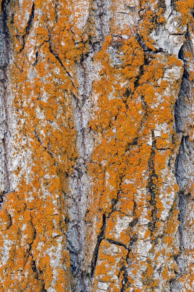 Оранжевый лишай на коре дерева
