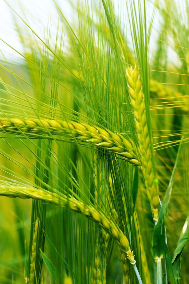 Нежно зеленые колоски пшеницы
